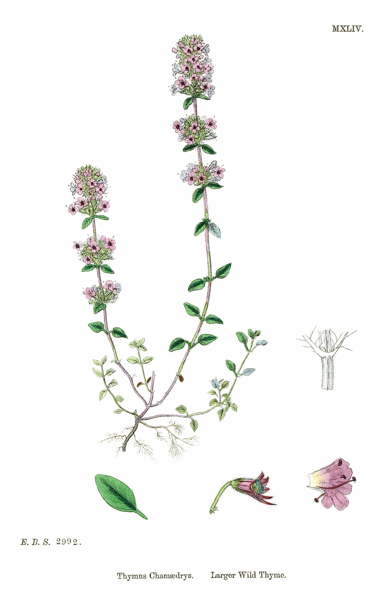 Thymus pulegioides