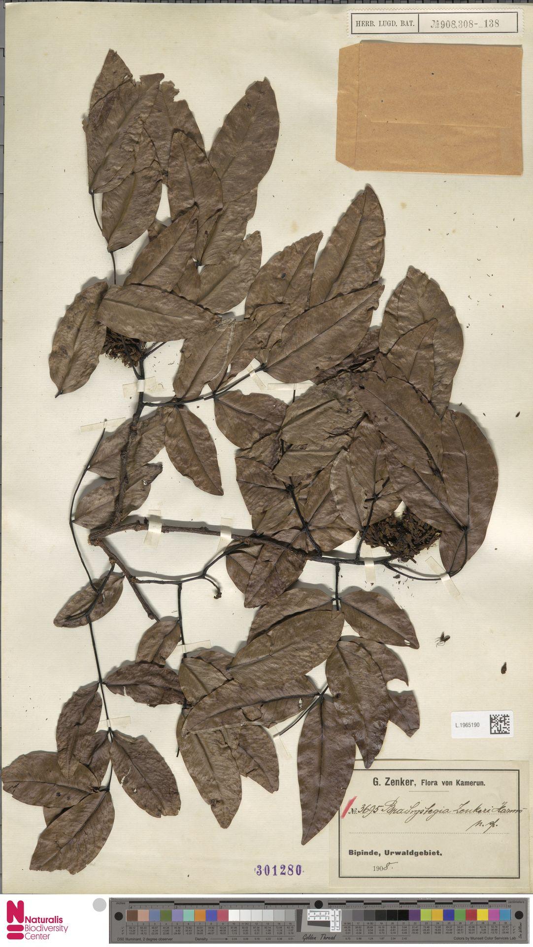 Brachystegia laurentii
