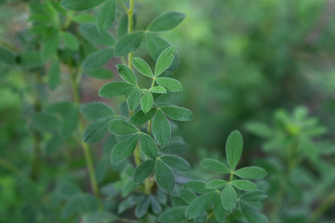 Chamaecytisus supinus