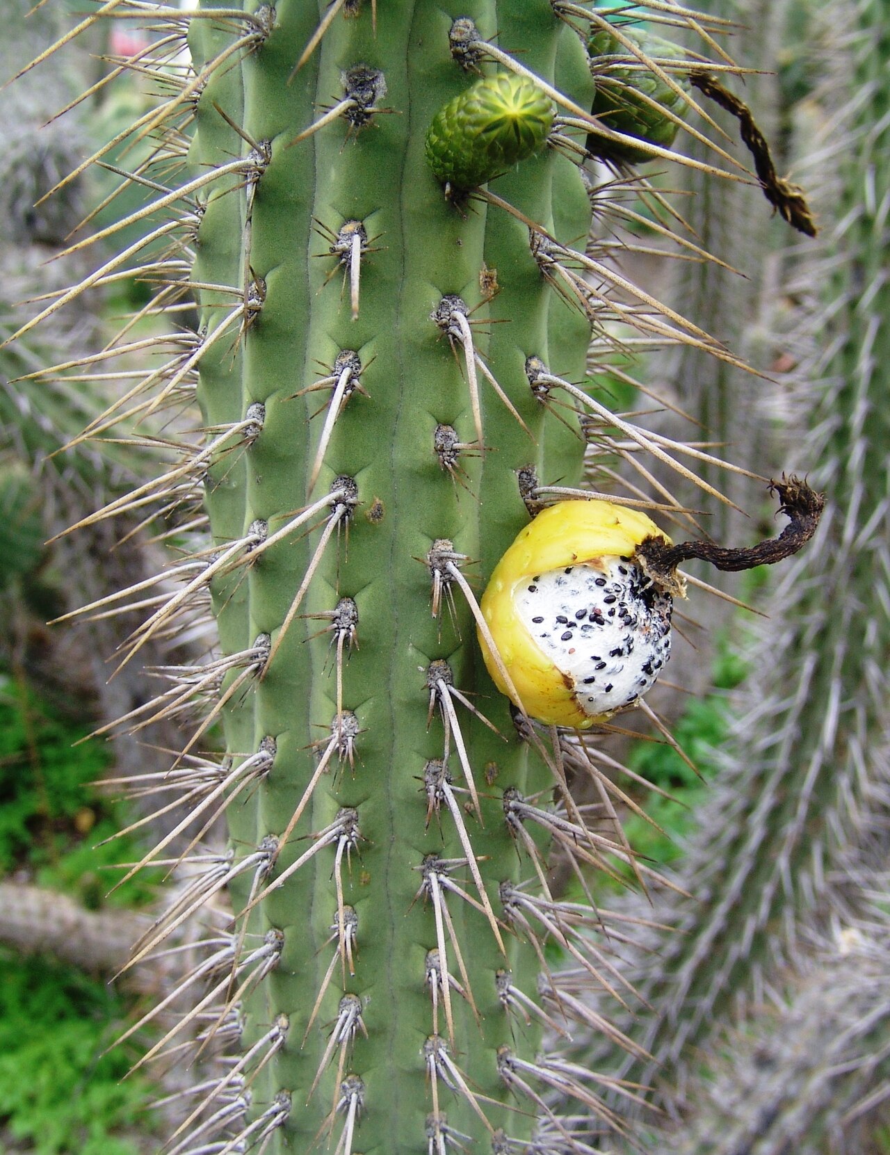 Cleistocactus pungens