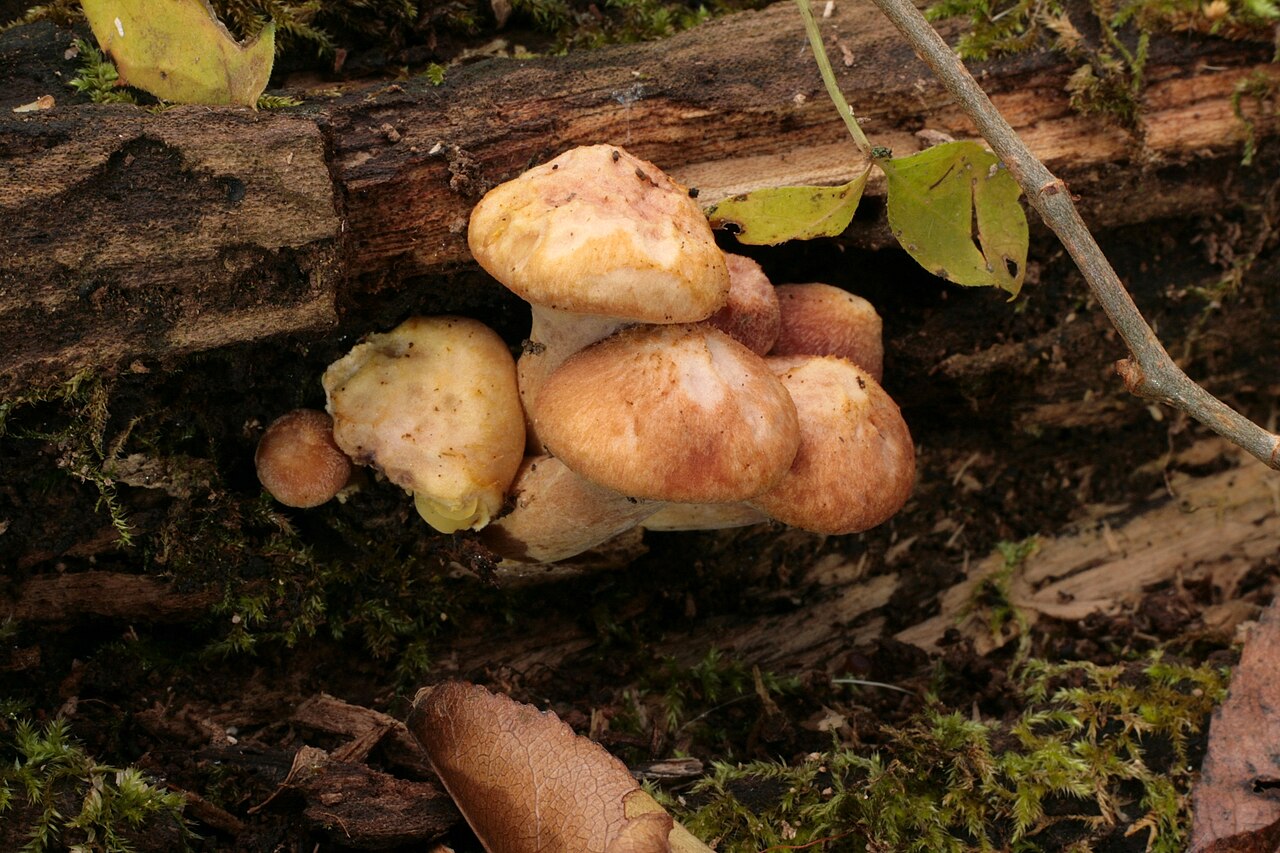 Gymnopilus braendlei