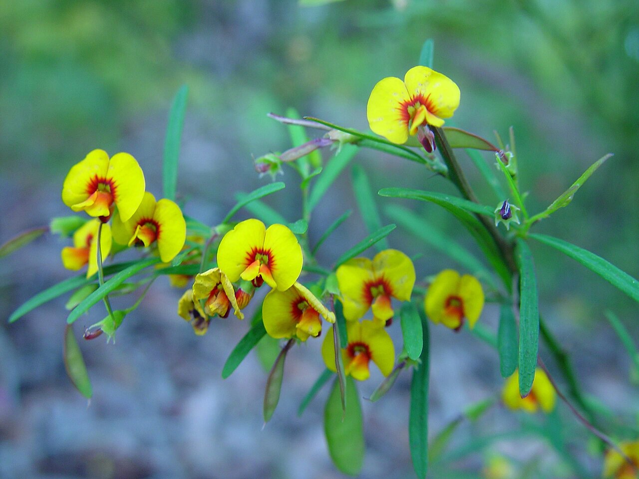 Eutaxia parvifolia