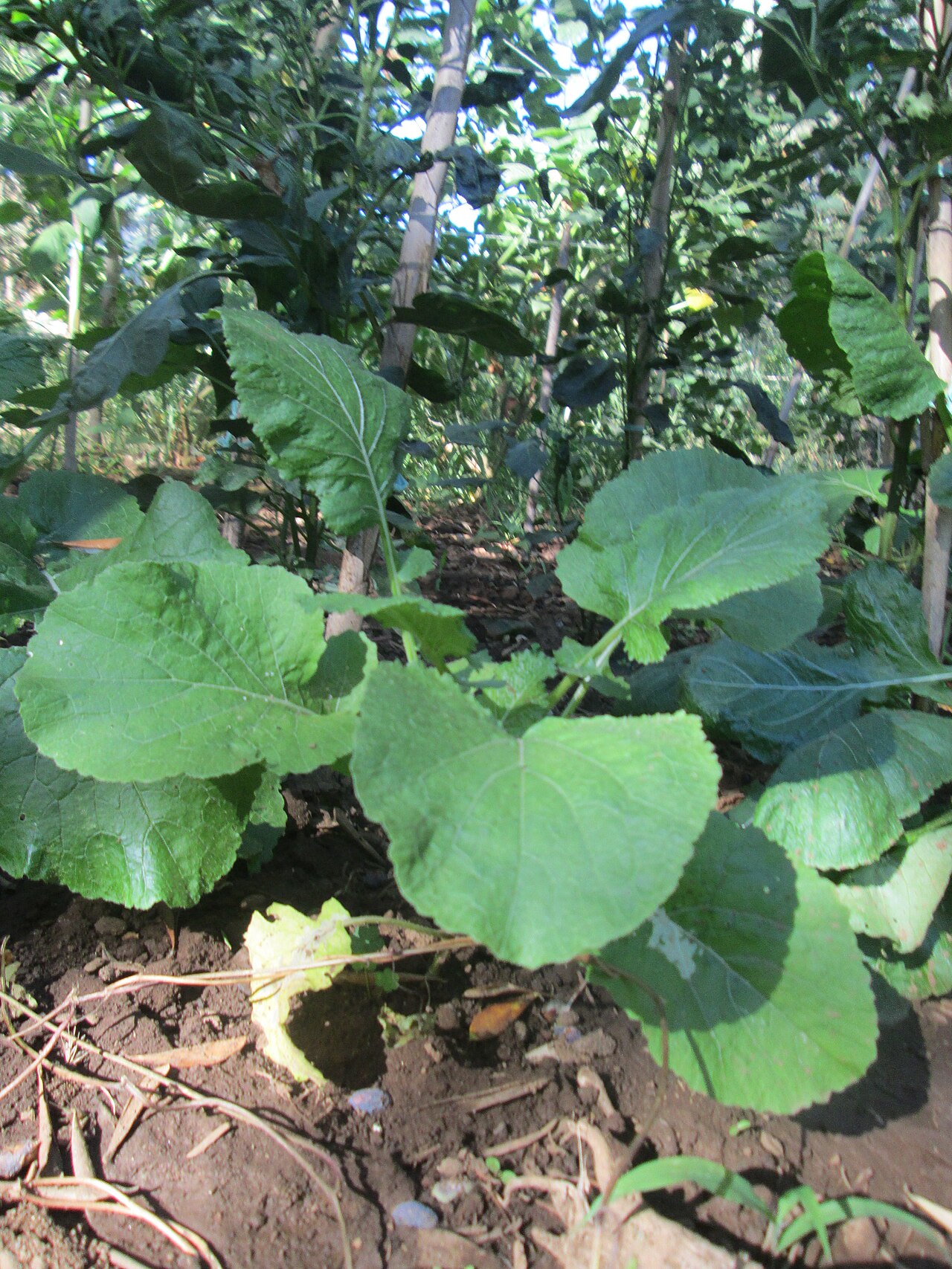 Brassica fruticulosa