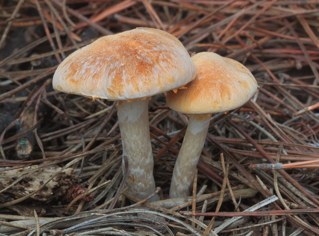 Gymnopilus allantopus