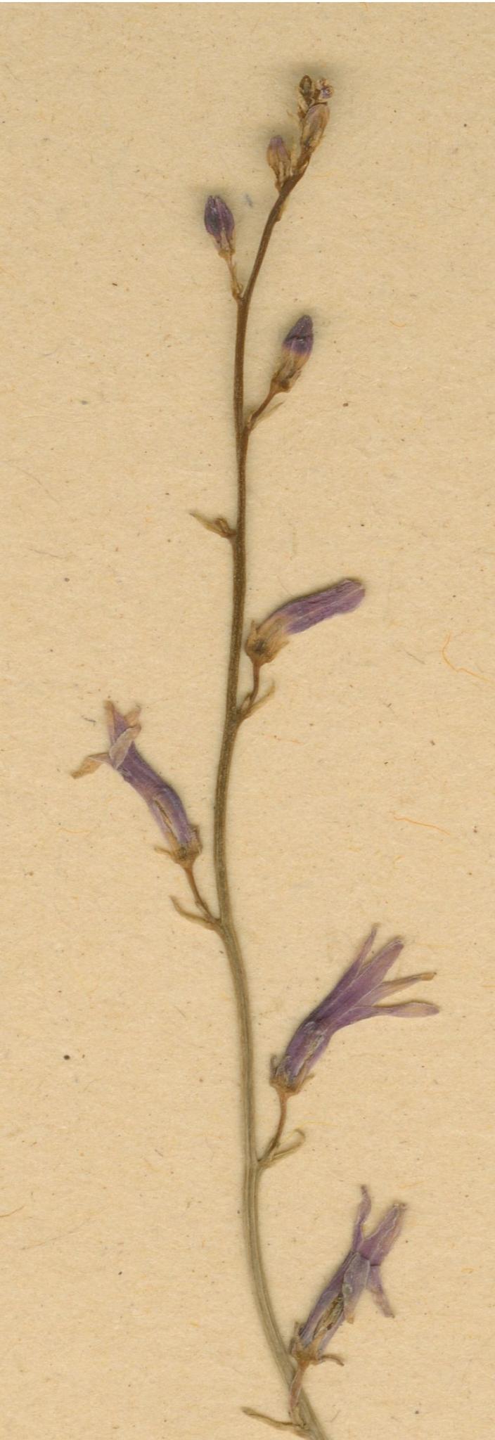 Cyphia brevifolia