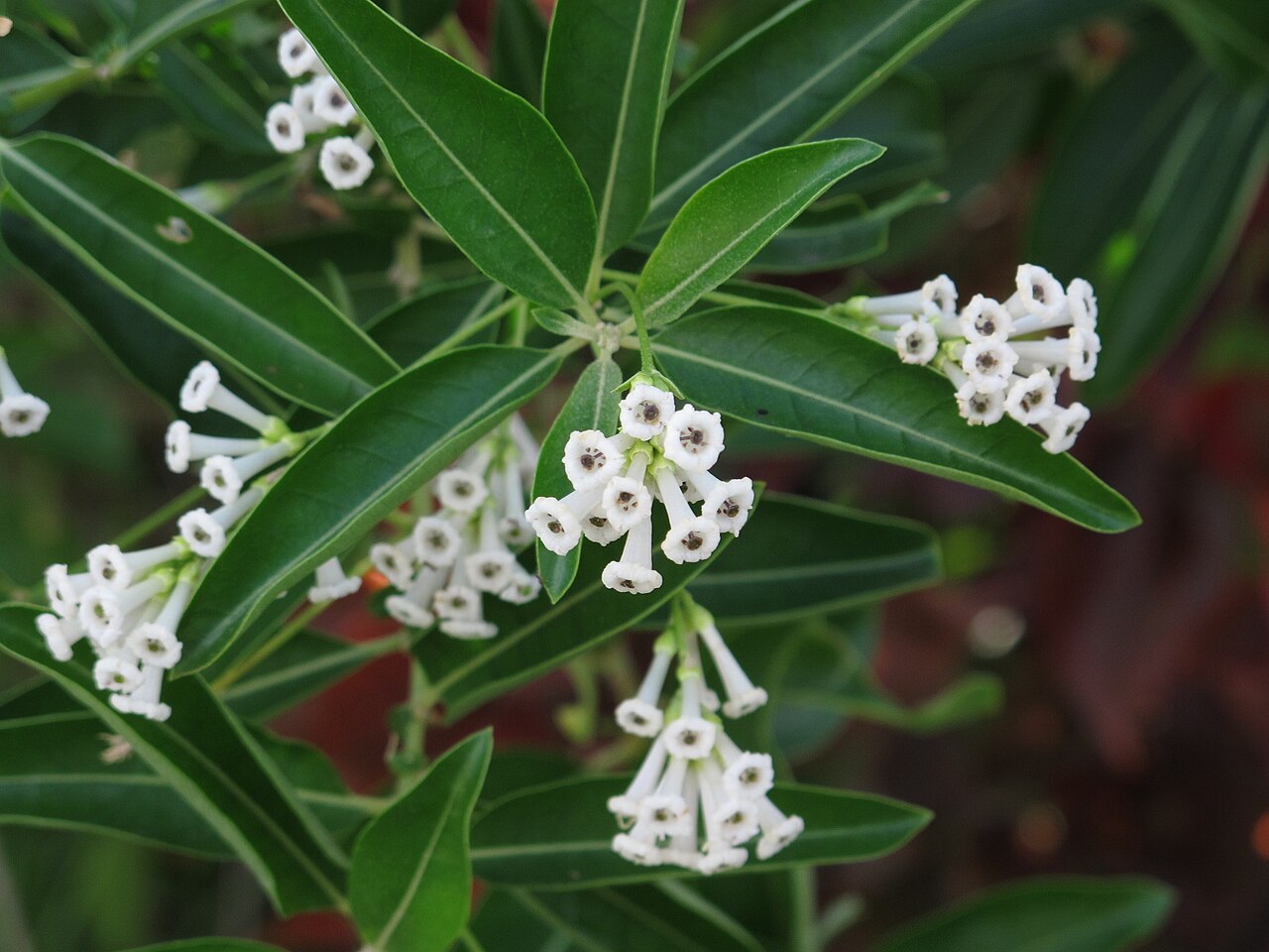 Cestrum diurnum
