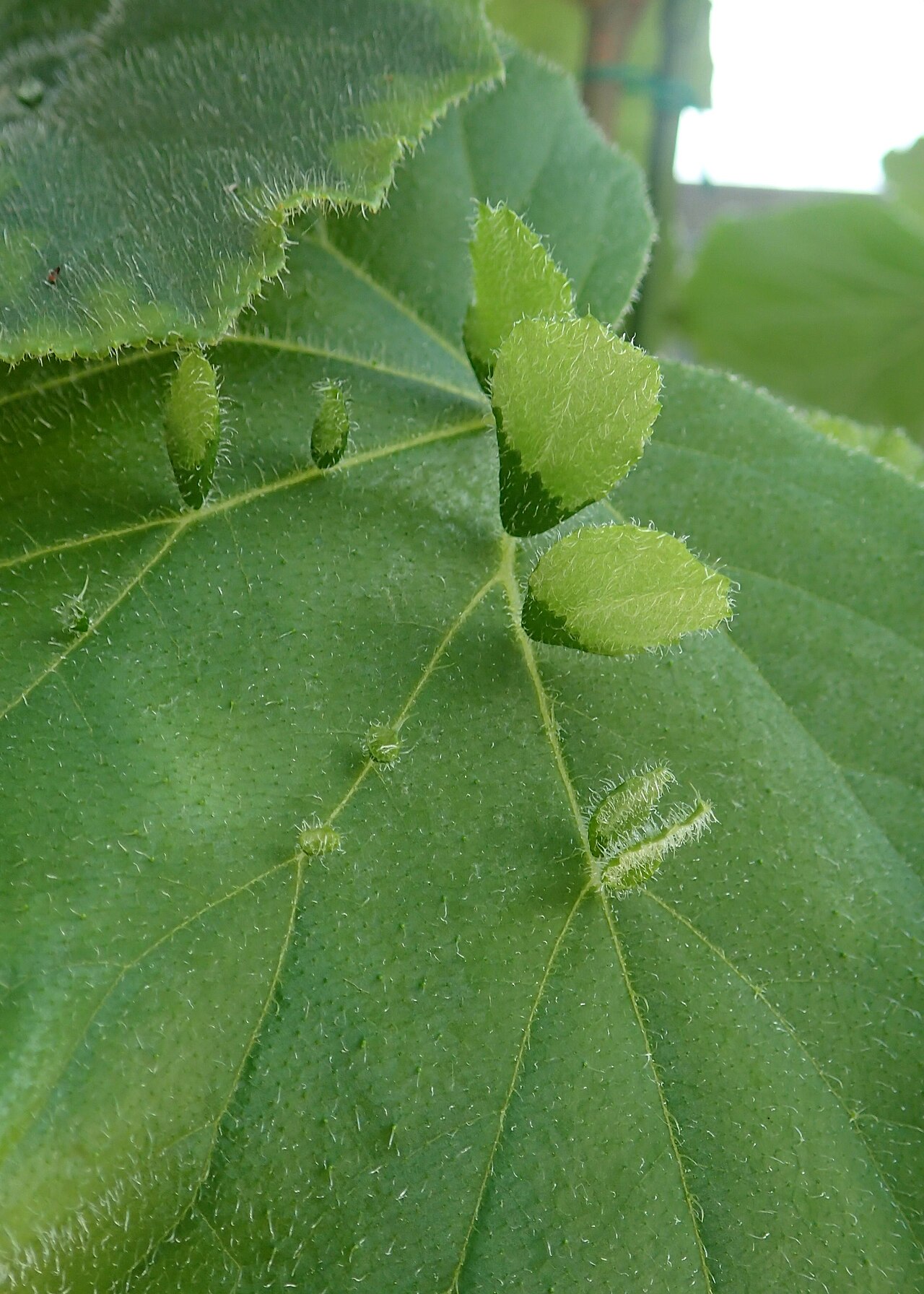 Begonia hispida