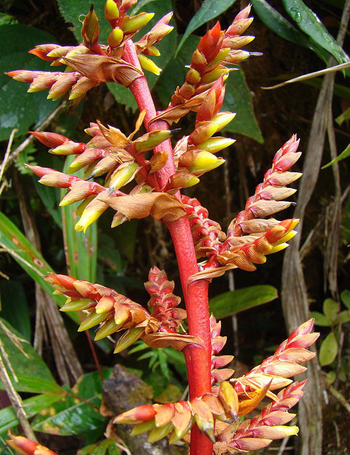 Guzmania undulatobracteata