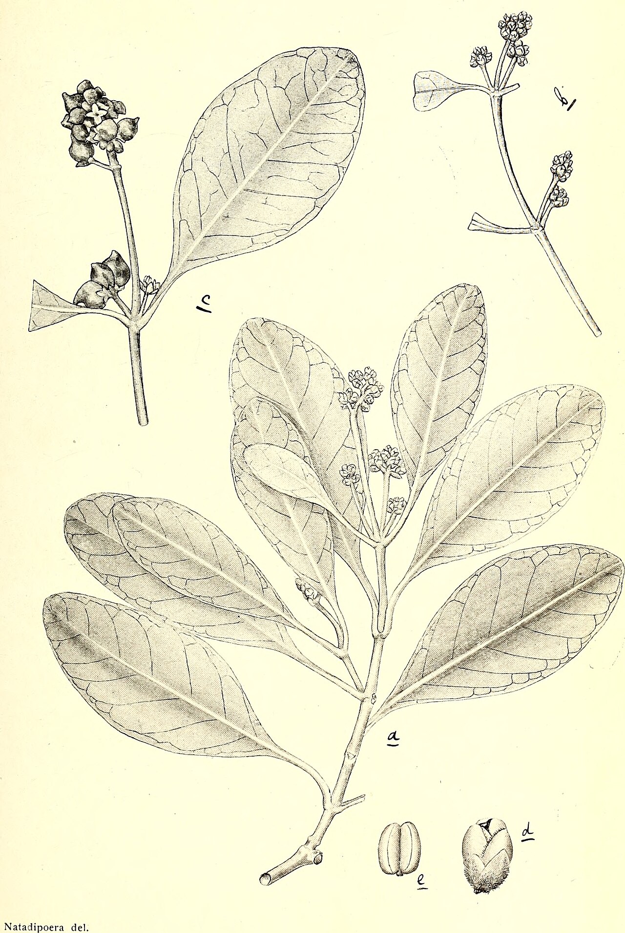 Avicennia rumphiana