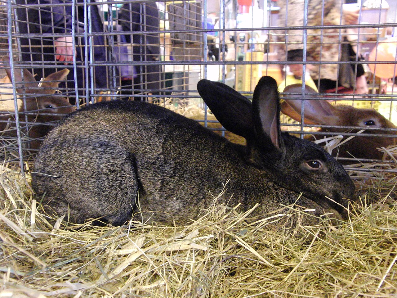 Bourbonnais Grey
