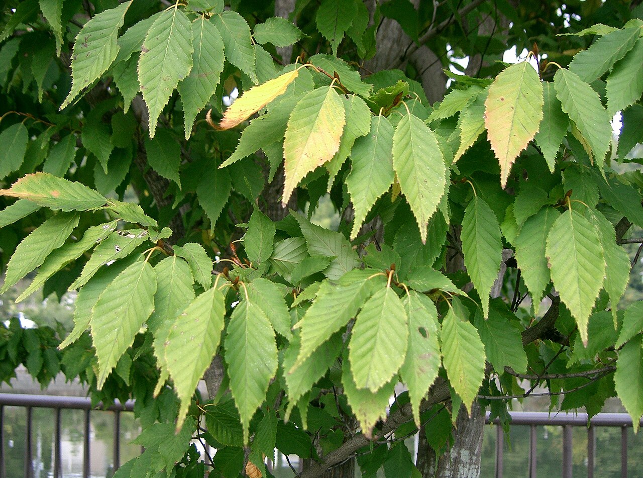 Carpinus tschonoskii