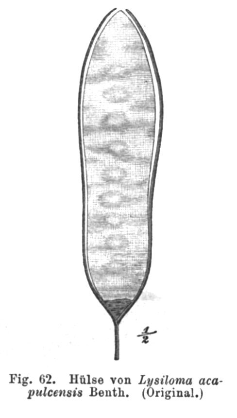 Lysiloma acapulcense