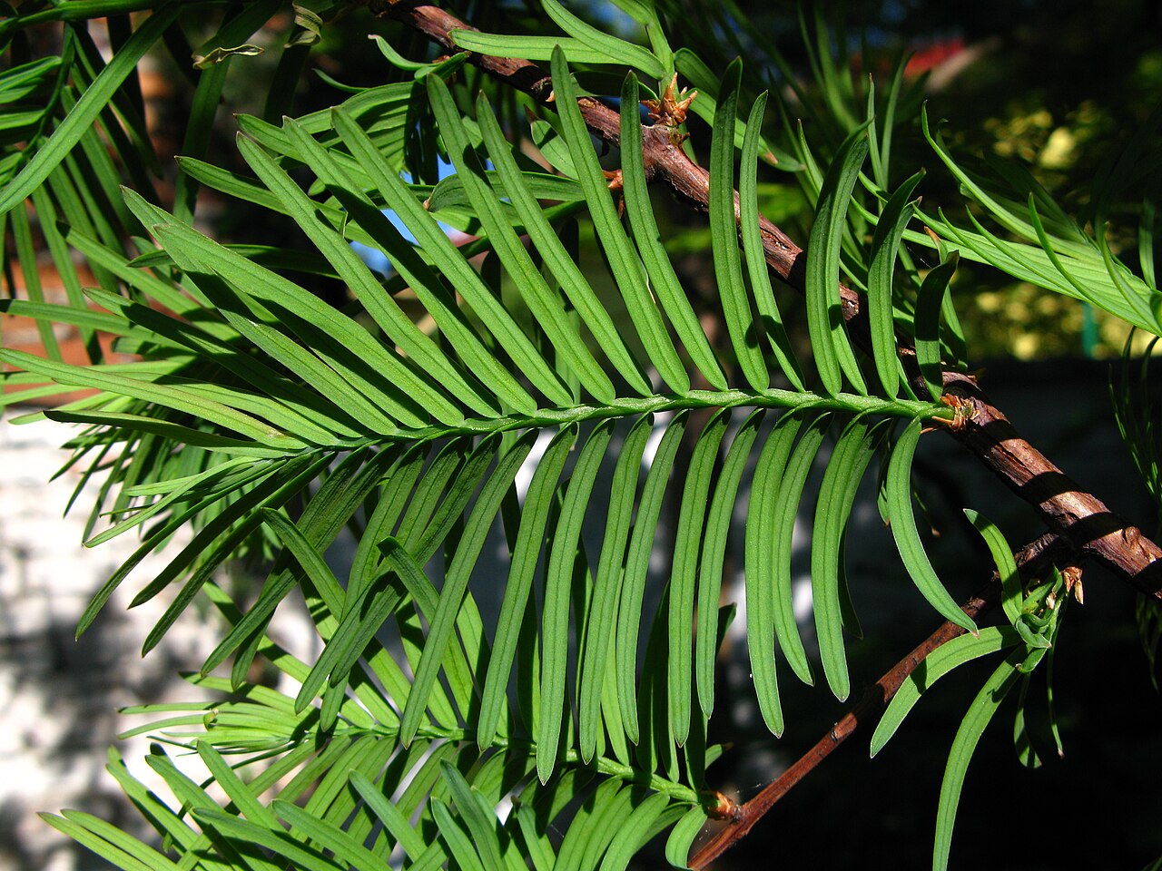 Metasequoia disticha