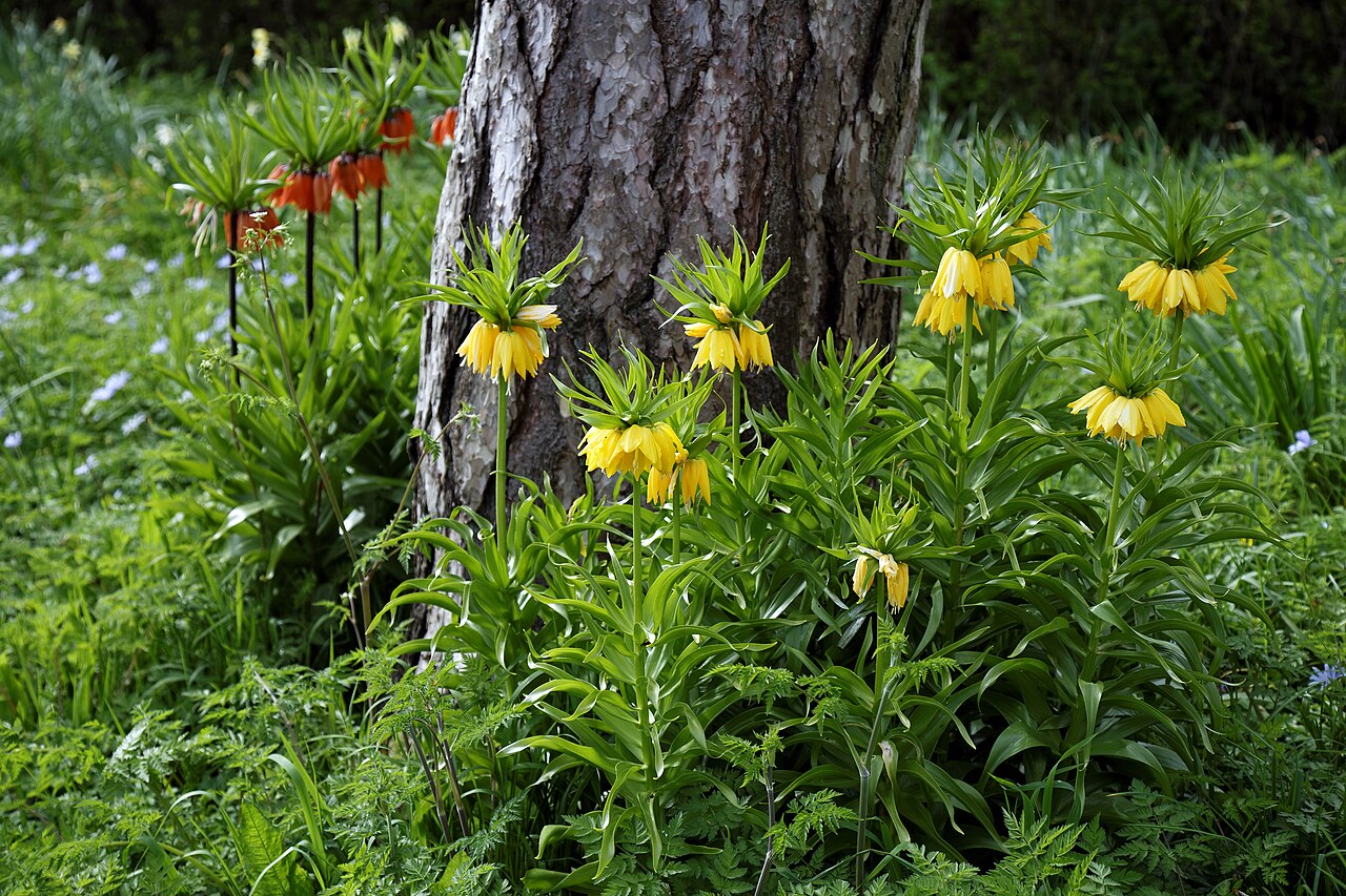 Fritillaria imperialis