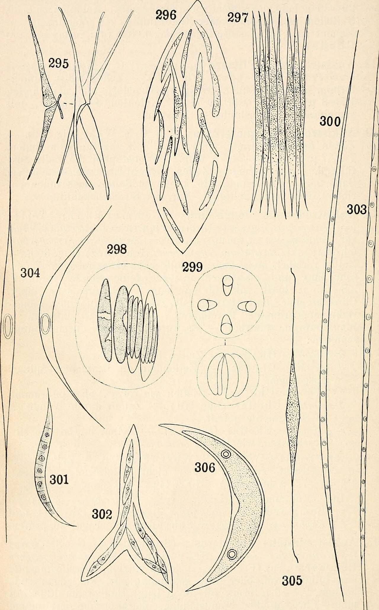 Closteriopsis longissima