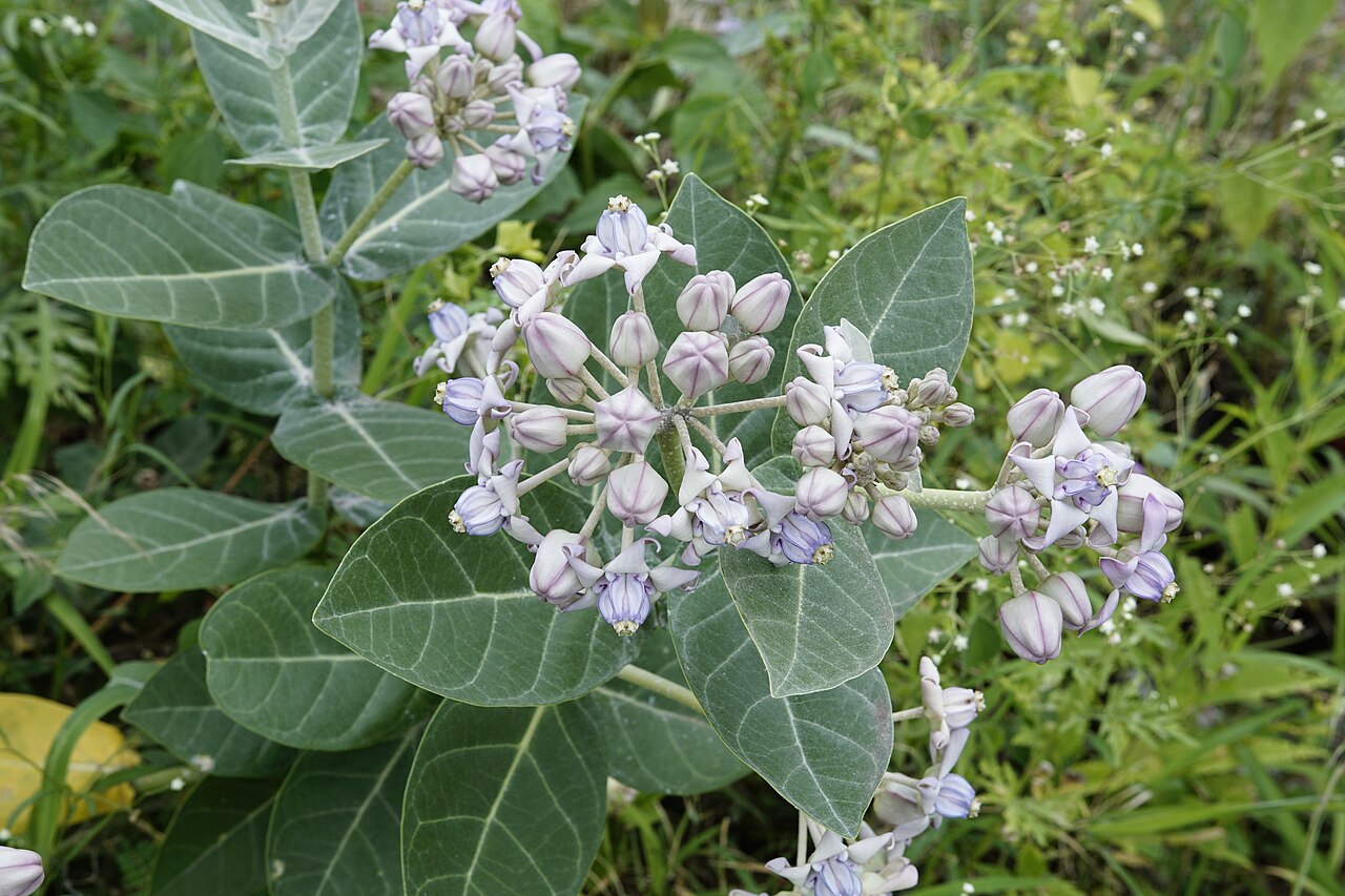 Calotropis