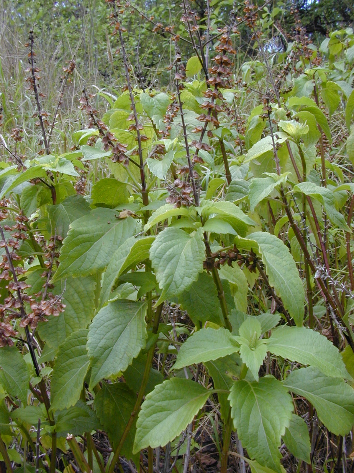 Clove basil