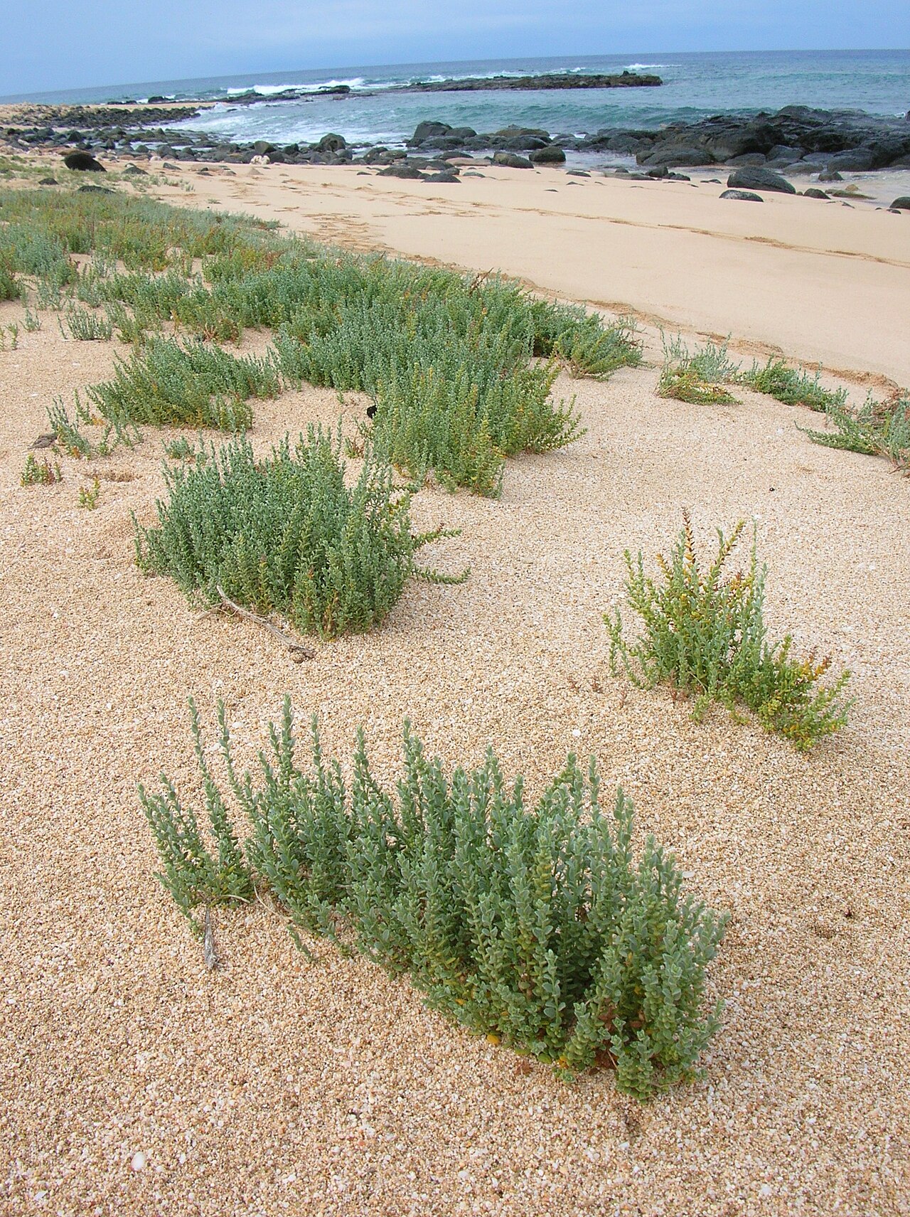 Cressa truxillensis