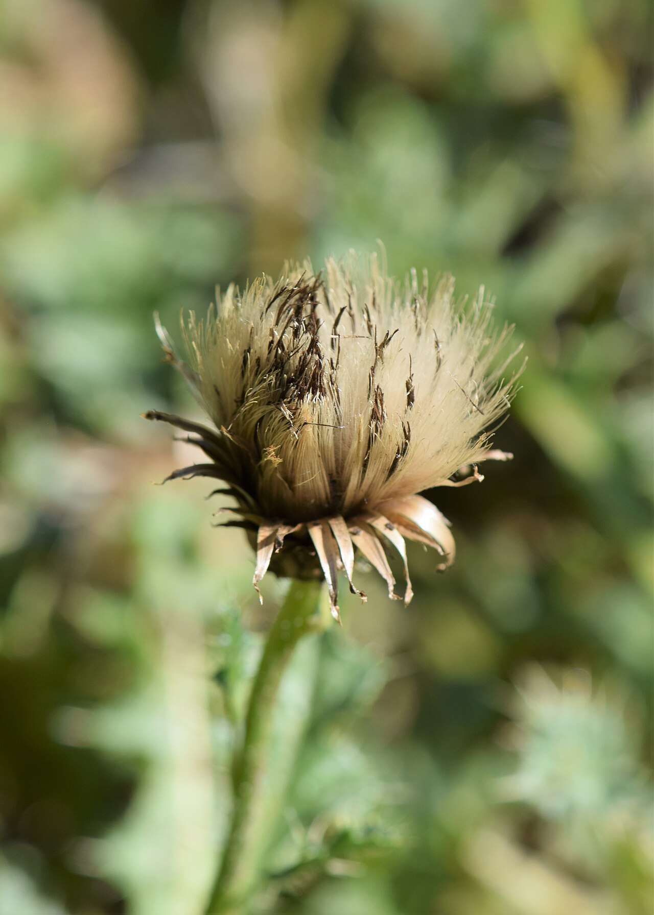 Cirsium acaule