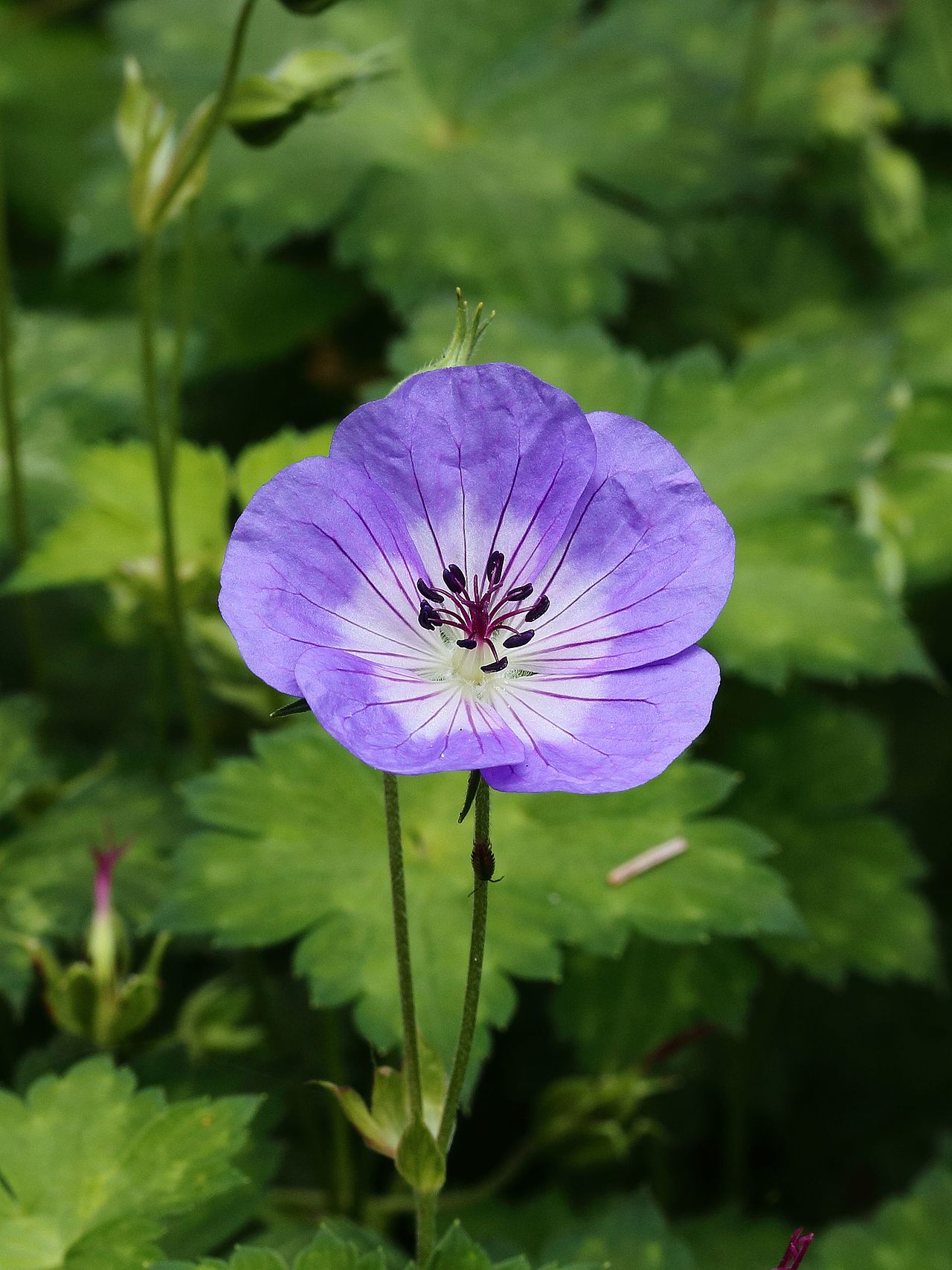 Geranium wallichianum