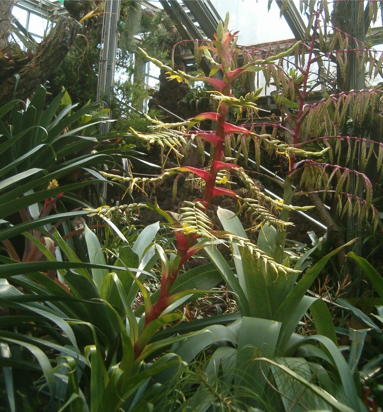 Alcantarea geniculata