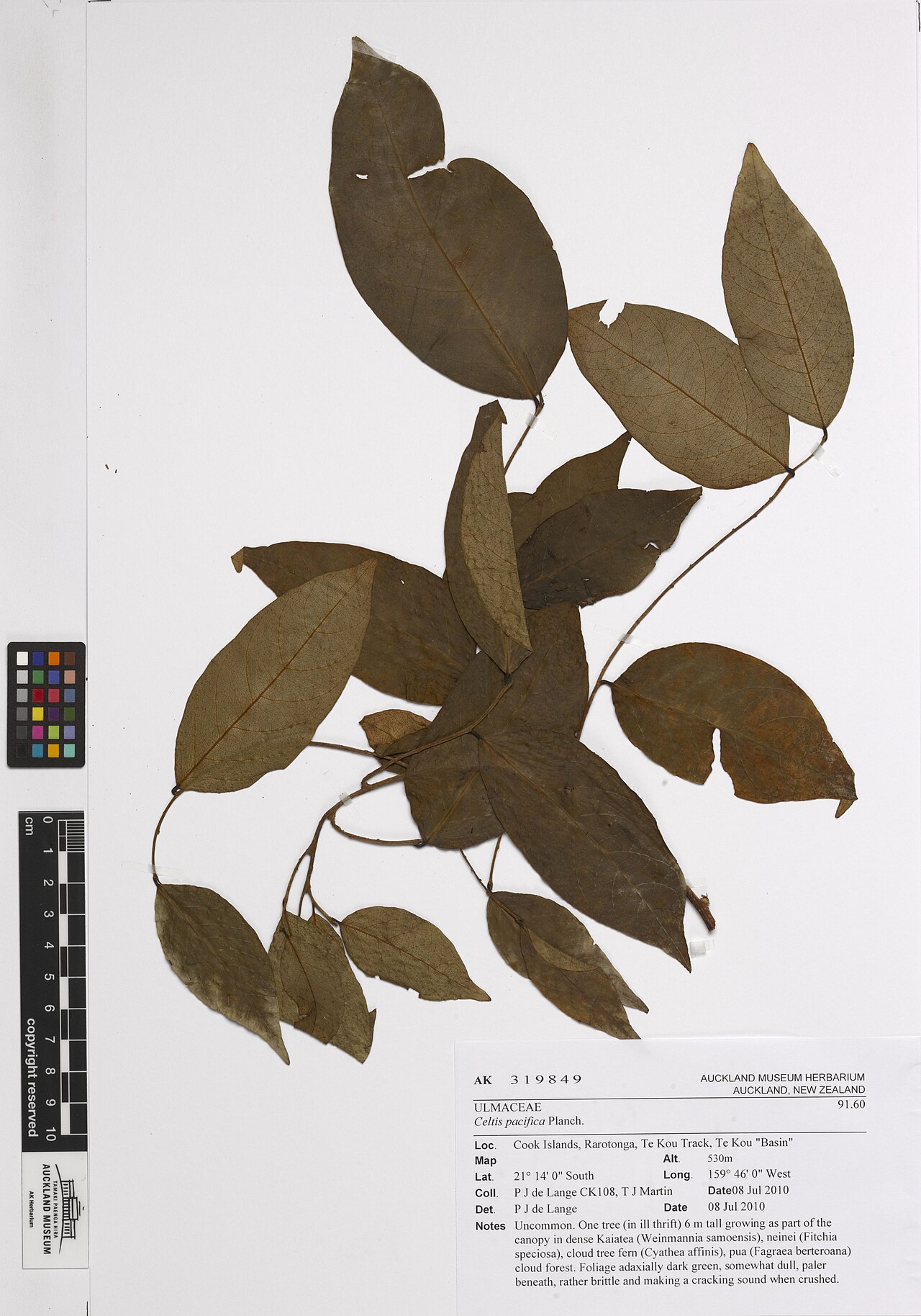 Celtis pacifica