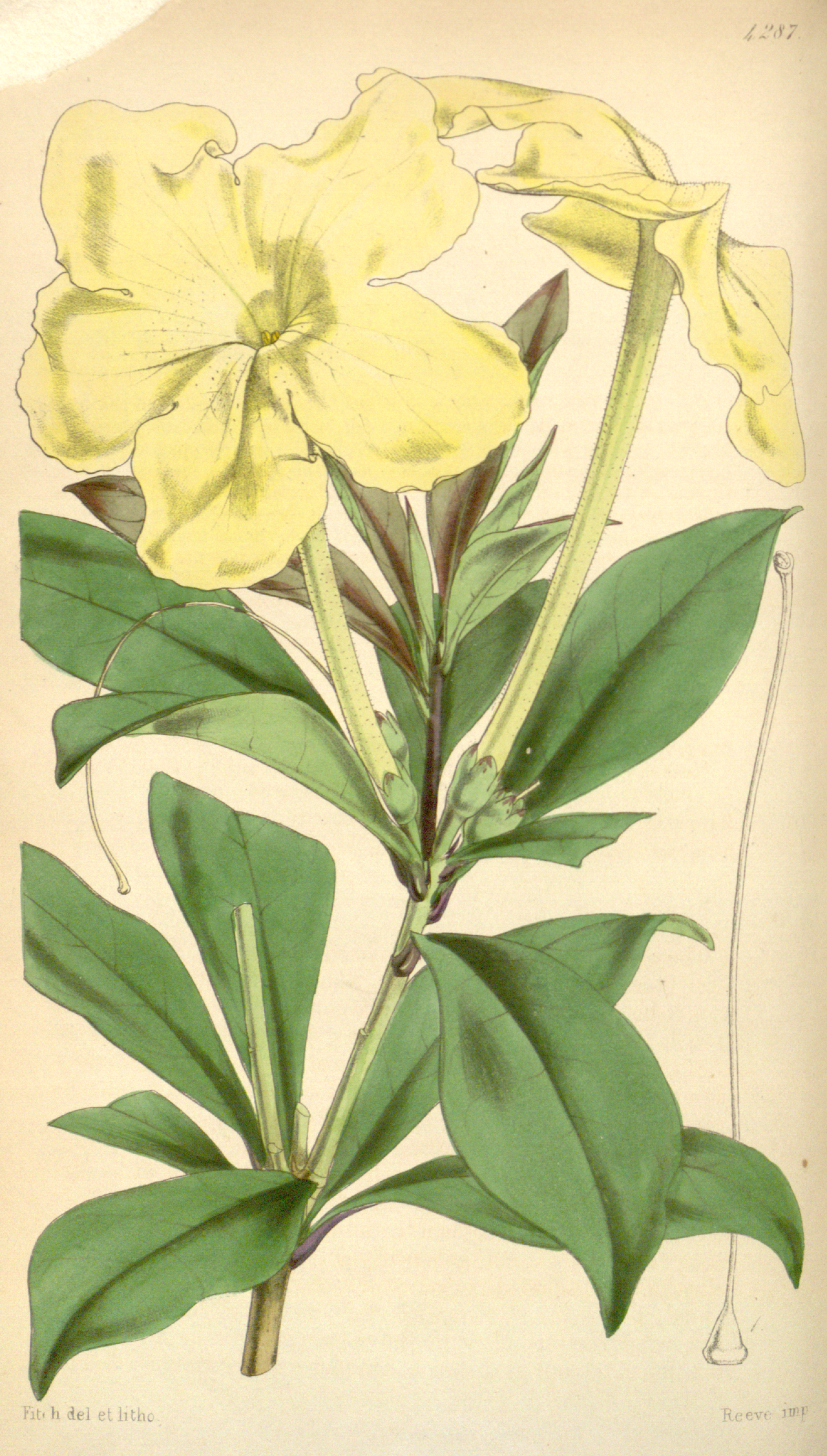 Brunfelsia jamaicensis