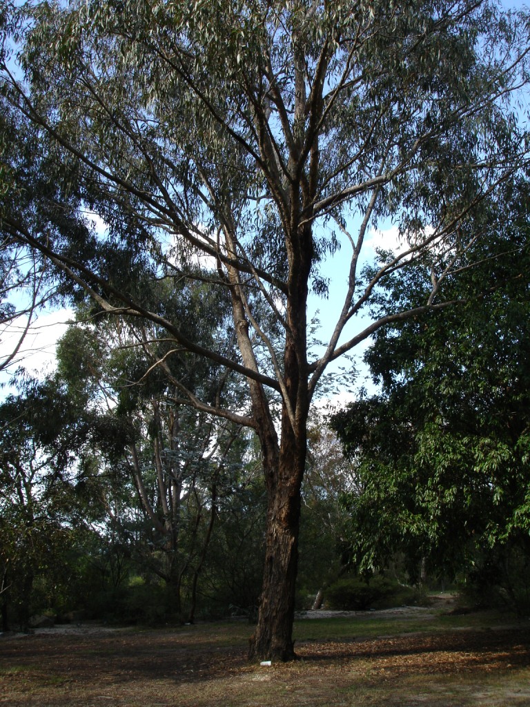Long-leaved box