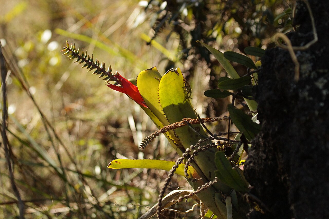 Aechmea nudicaulis