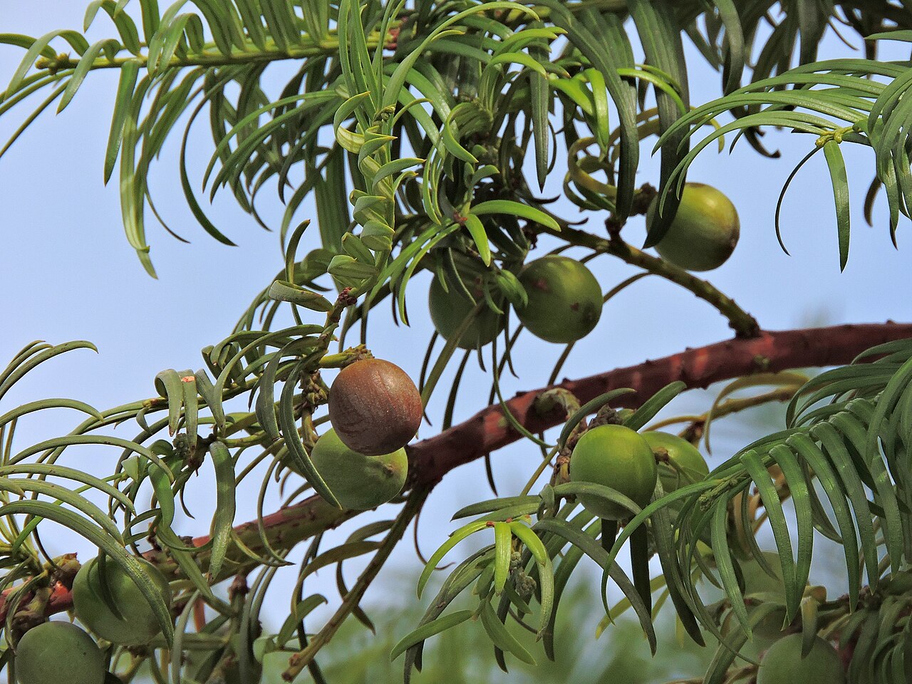 Cephalotaxus wilsoniana