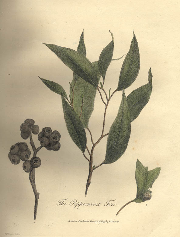 Sydney peppermint and urn-fruited pepper