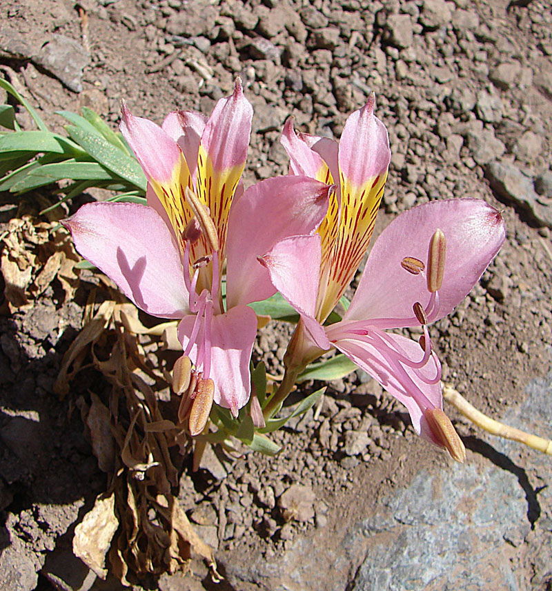 Alstroemeria exserens