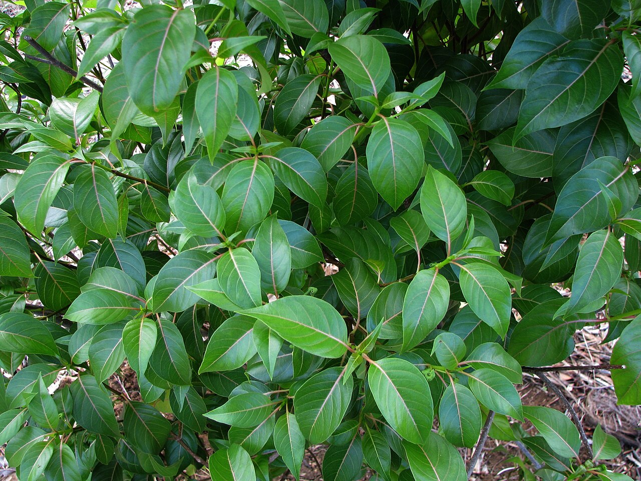 Bobea