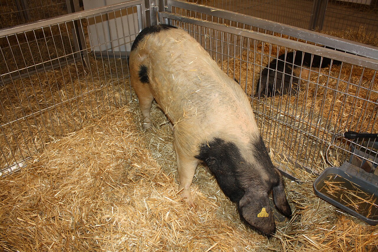 Celtic pig