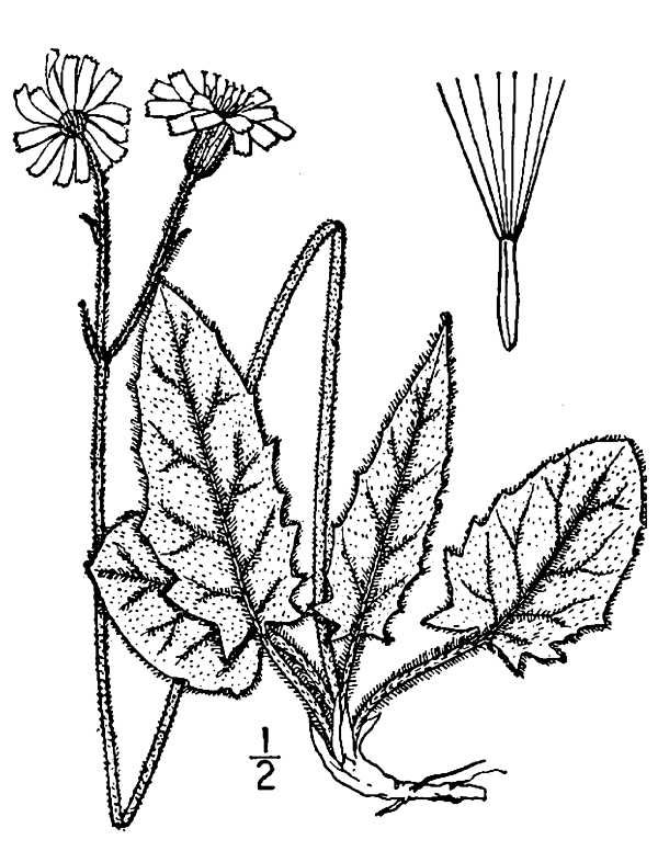 Hieracium murorum