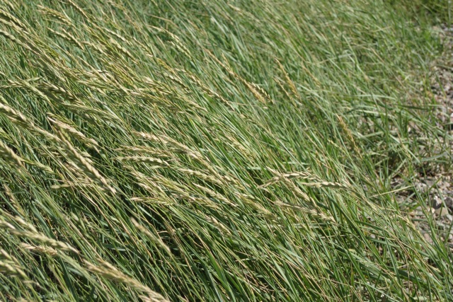 Agropyron pungens