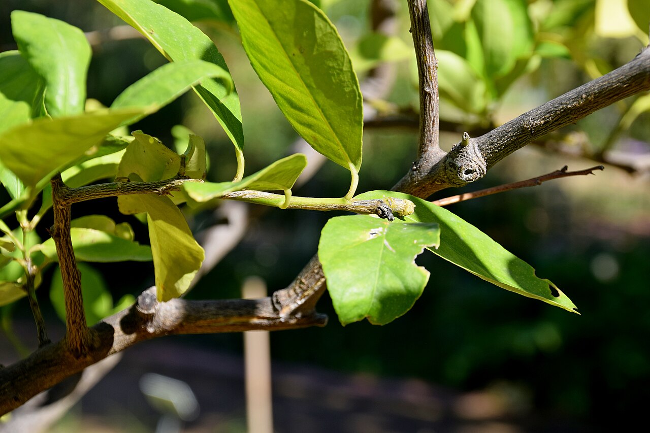Citrus ×latifolia