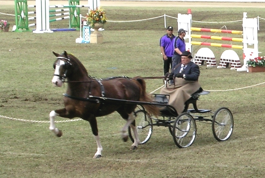 Hackney horse
