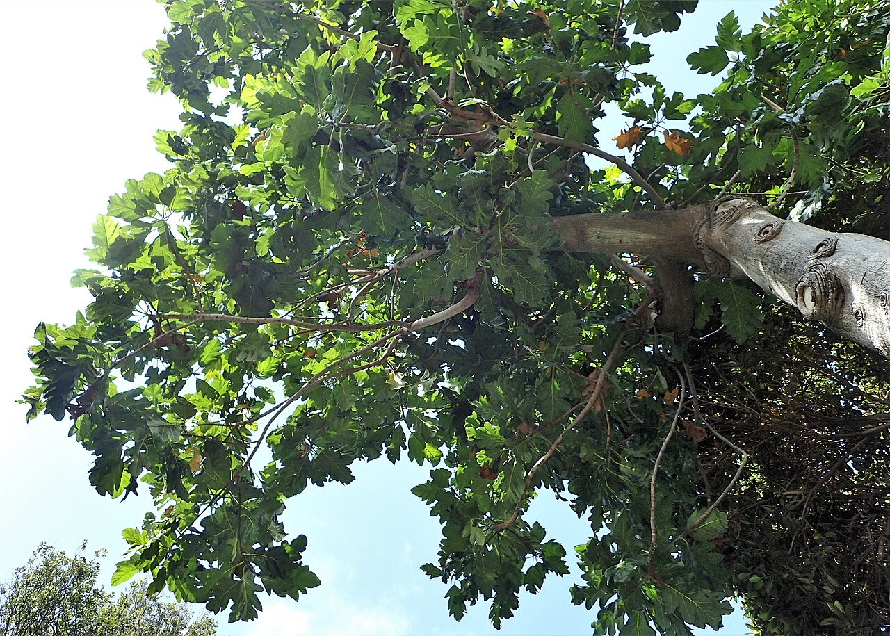 Artocarpus
