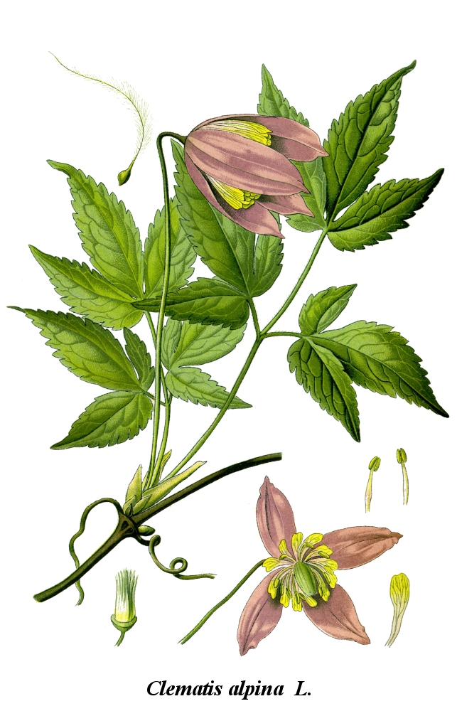 Clematis fauriei