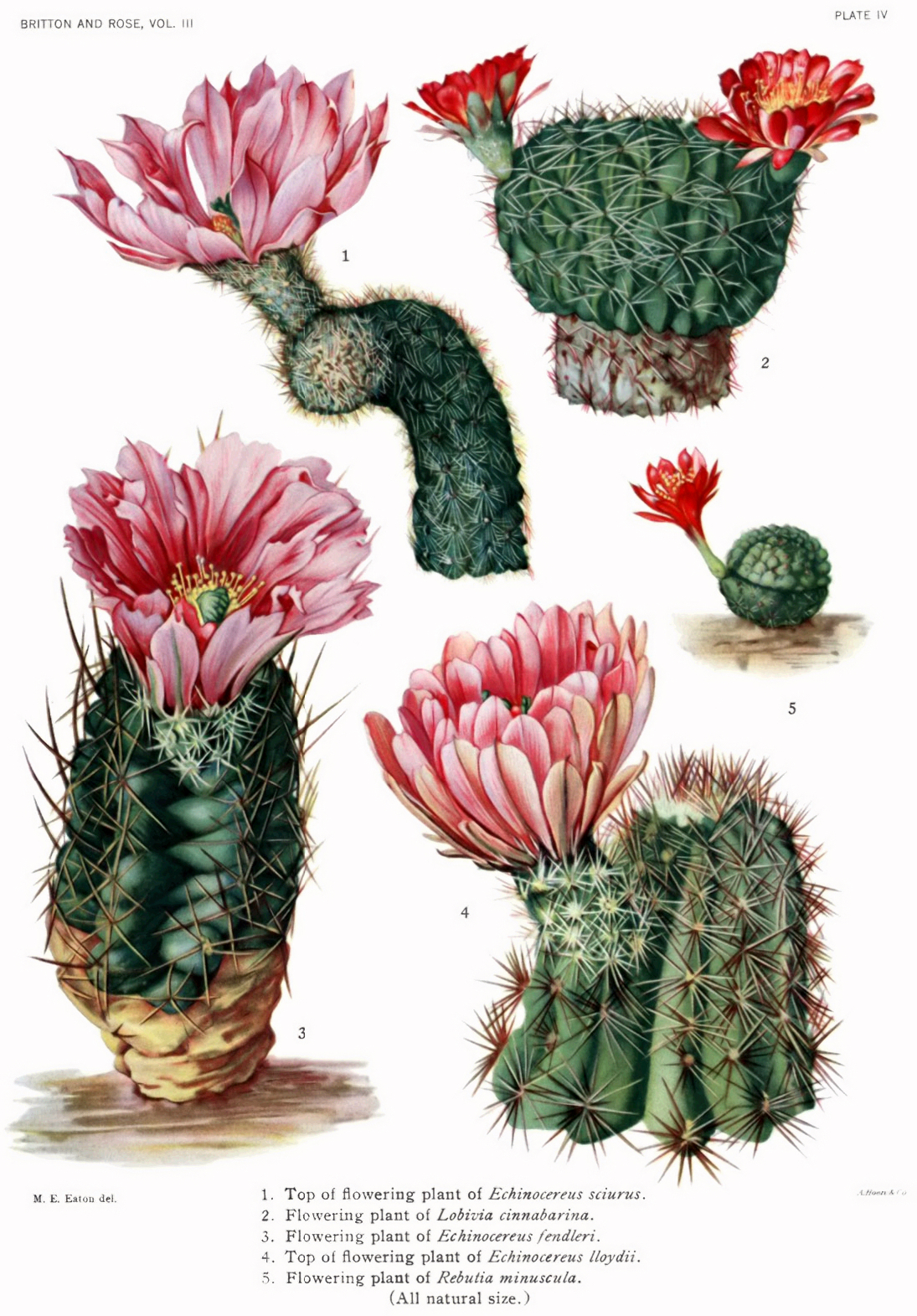 Echinocereus bristolii