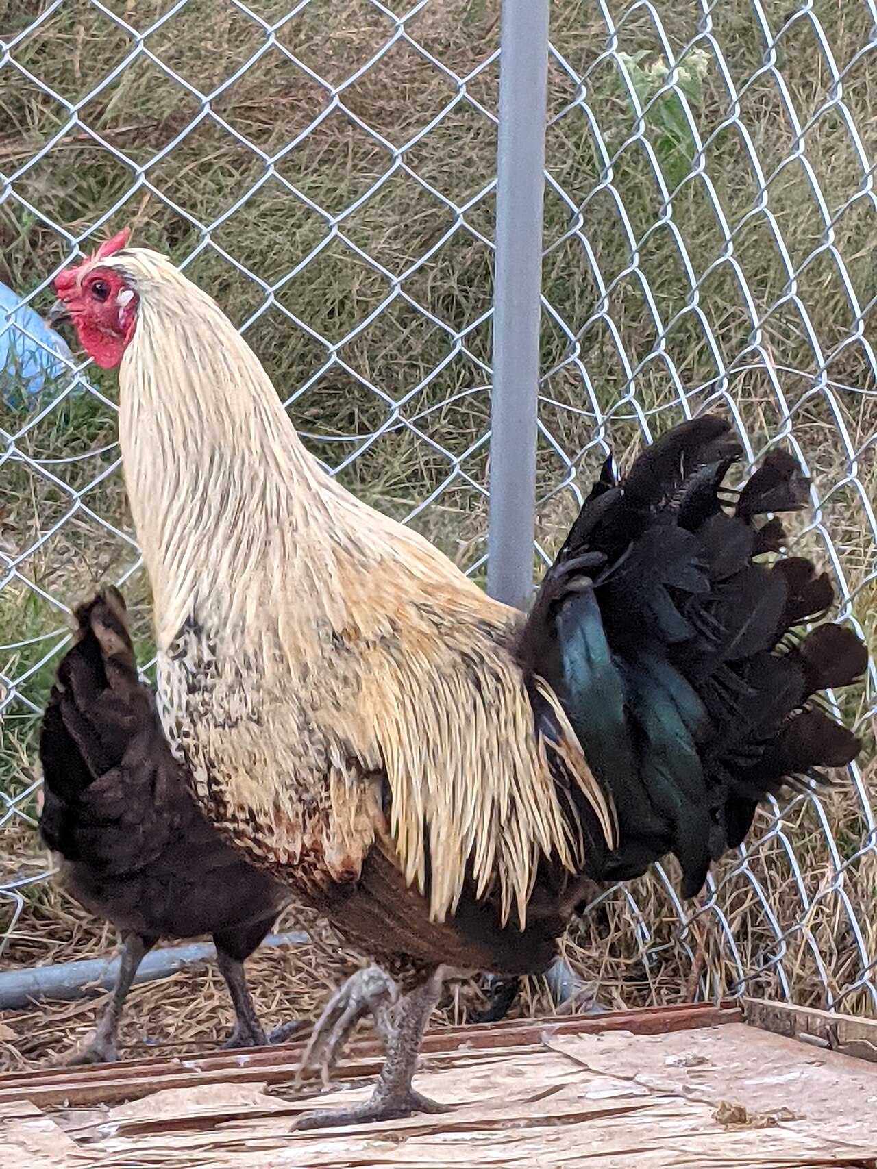 American Long Crower