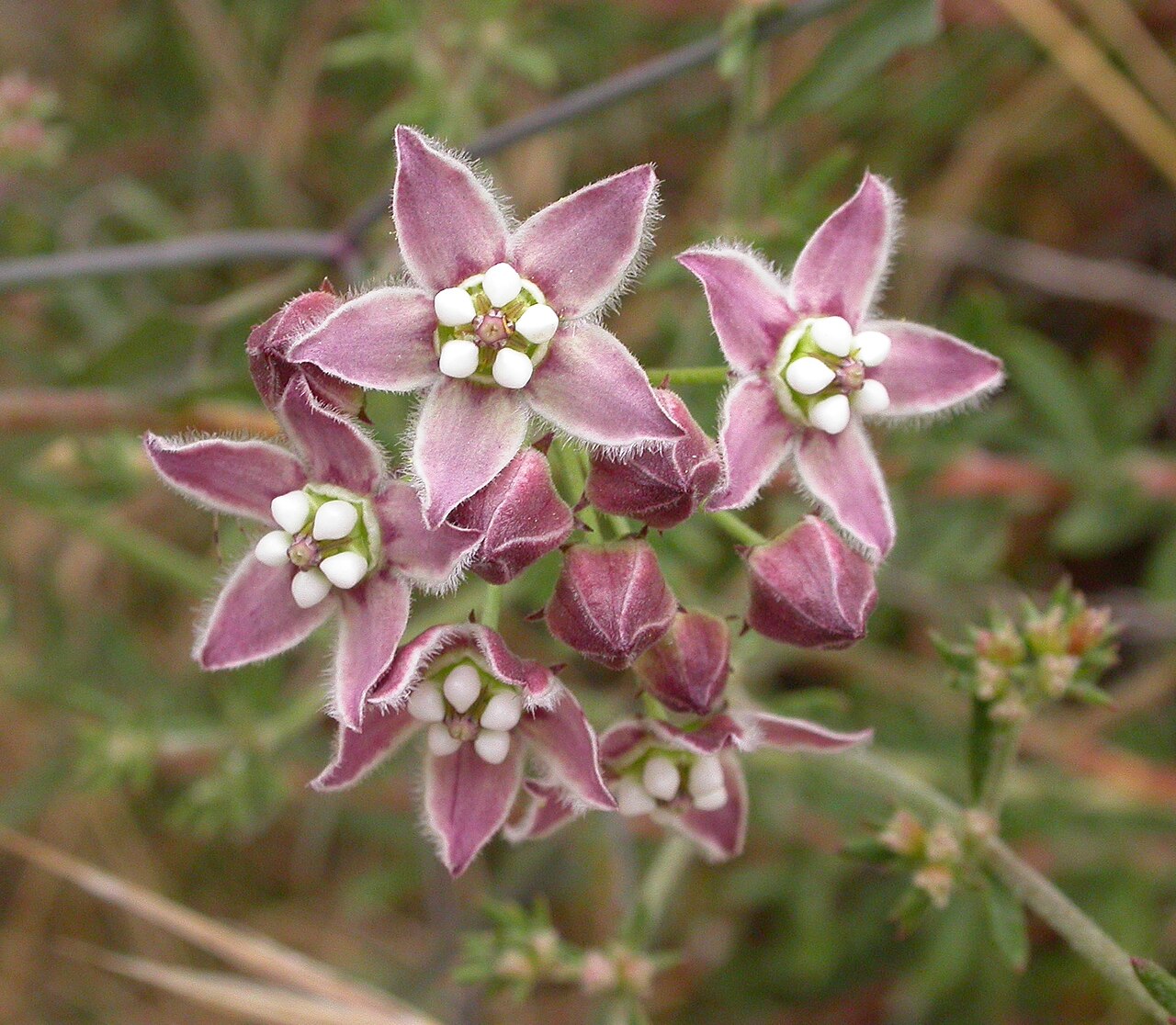 Fringed twinevine