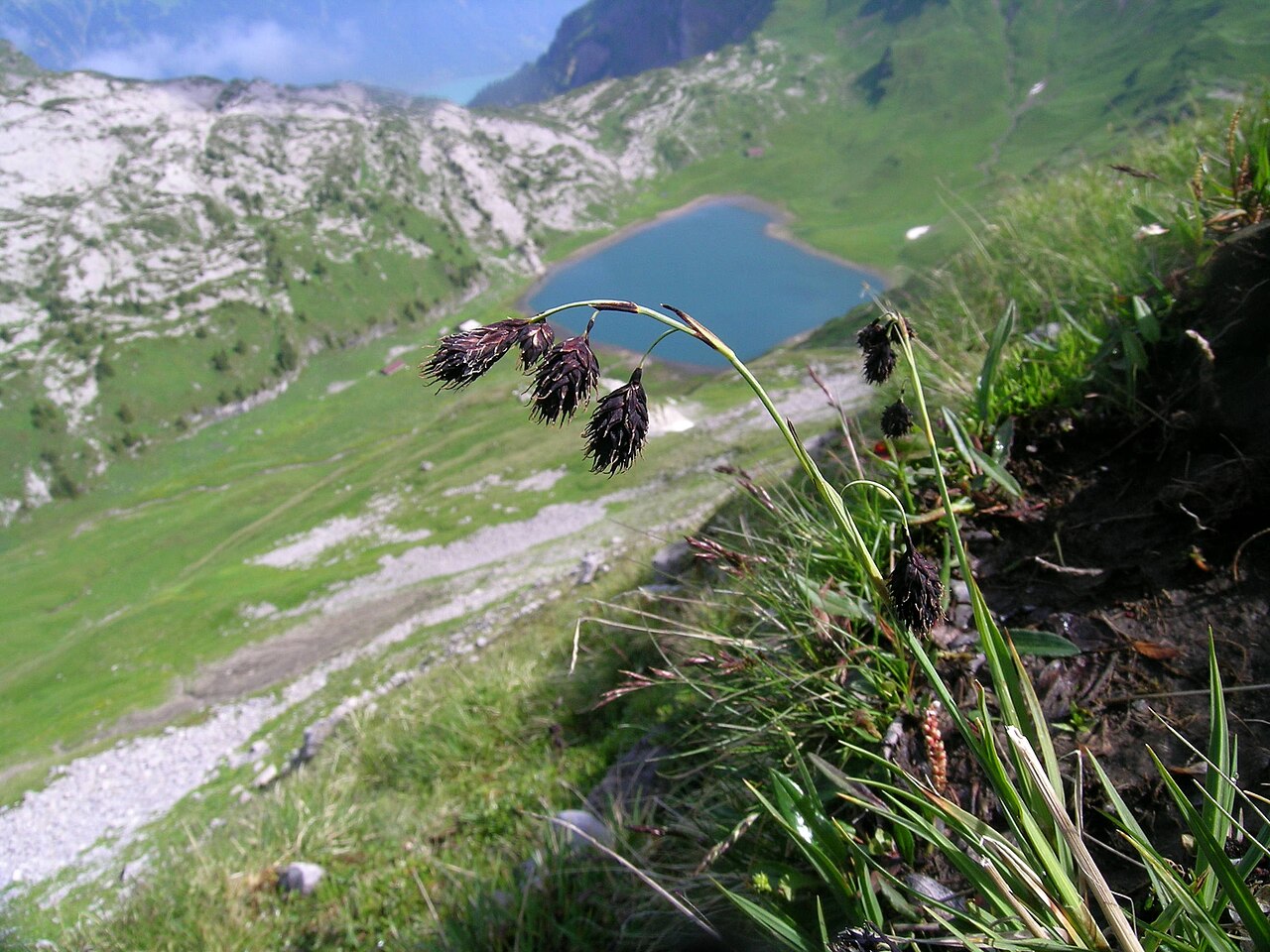 Carex atrofusca