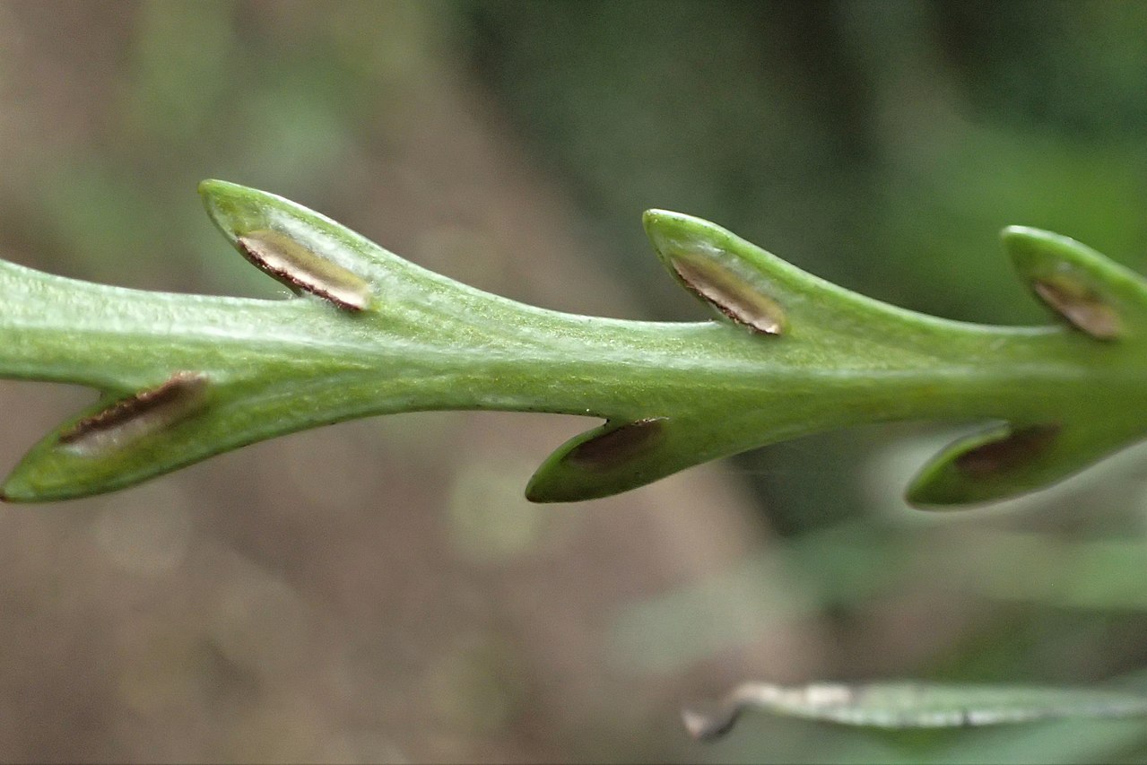 Asplenium flaccidum