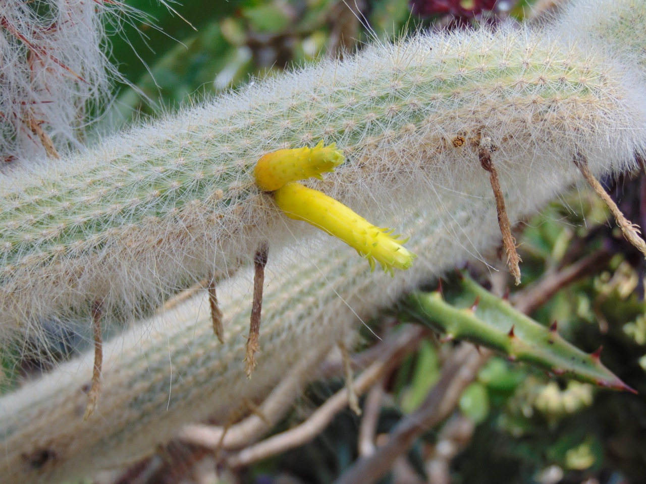 Cleistocactus ritteri