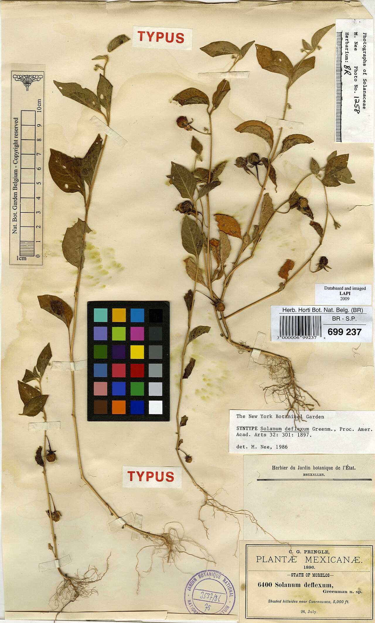 Solanum adscendens