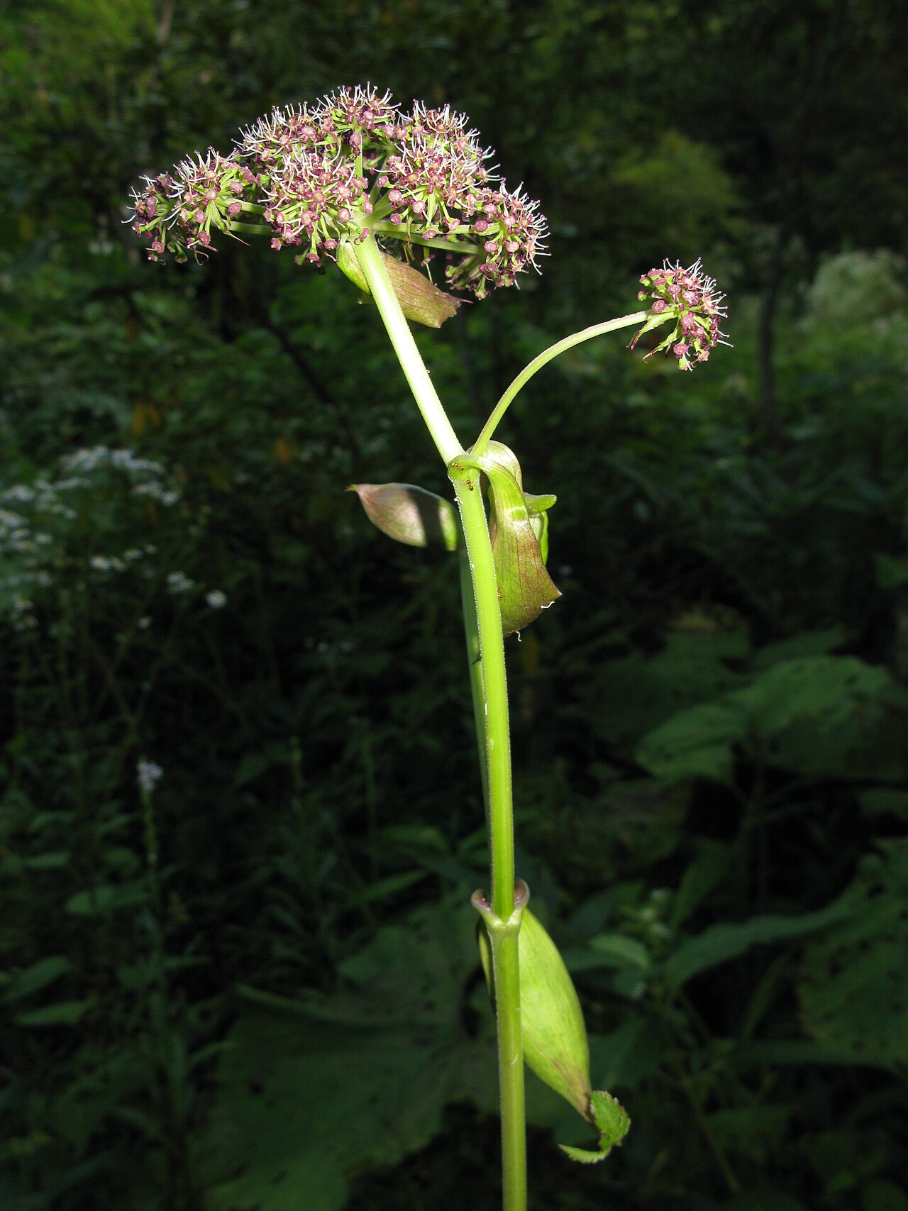 Angelica decursiva