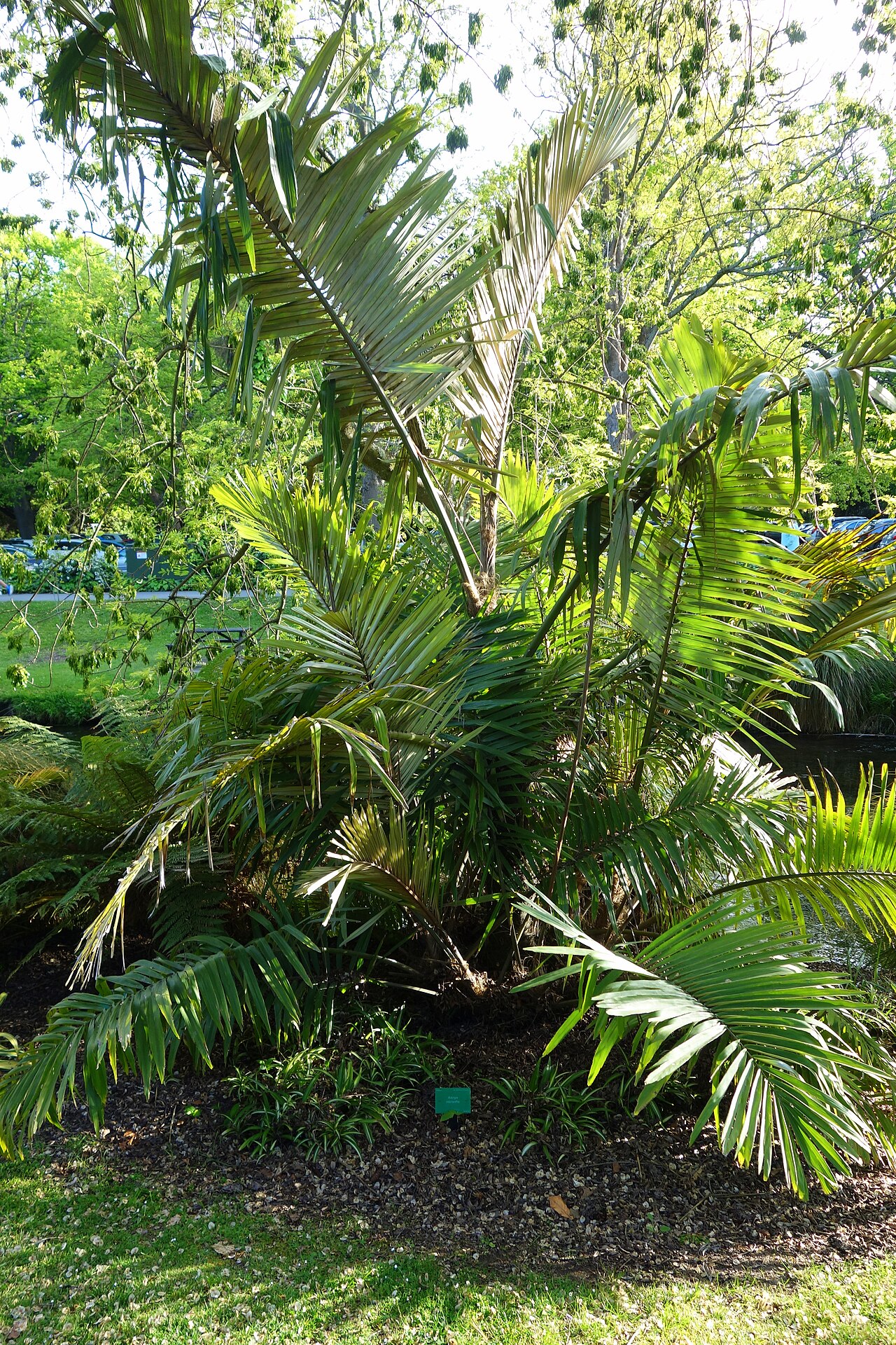 Arenga micrantha