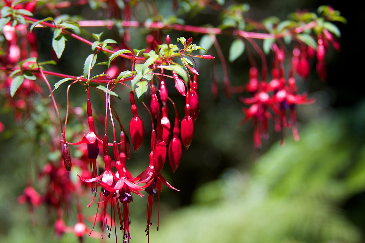 Fuchsia magellanica